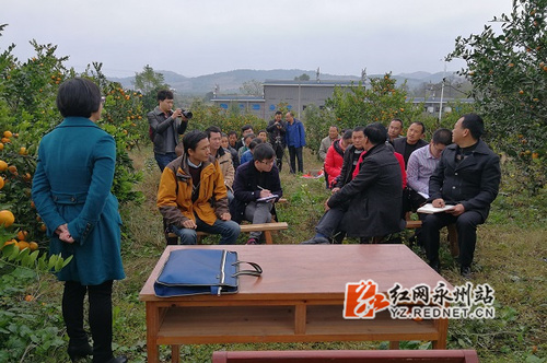 回龙圩：十九大精神进橘园
