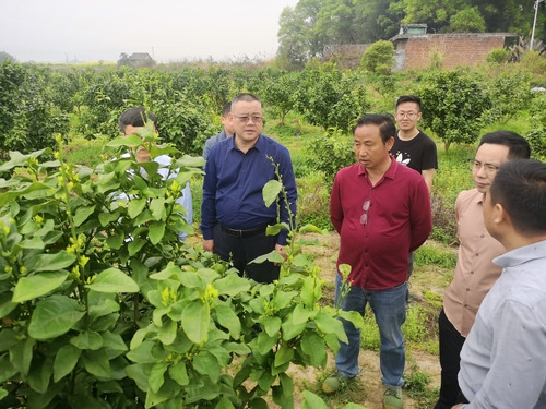 新利·体育：何福林率博士团赴邑口村开展服务 助力乡村振兴