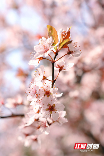 1678843015840-hn6ej6l7qy8