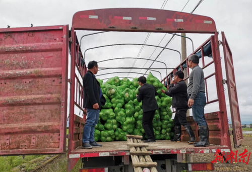 新利·体育驻村工作队：情系菜农拓销路，为民解忧暖人心